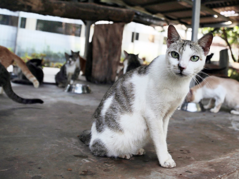 Ilustrasi Kucing (SinPo.id/Beritajakarta)