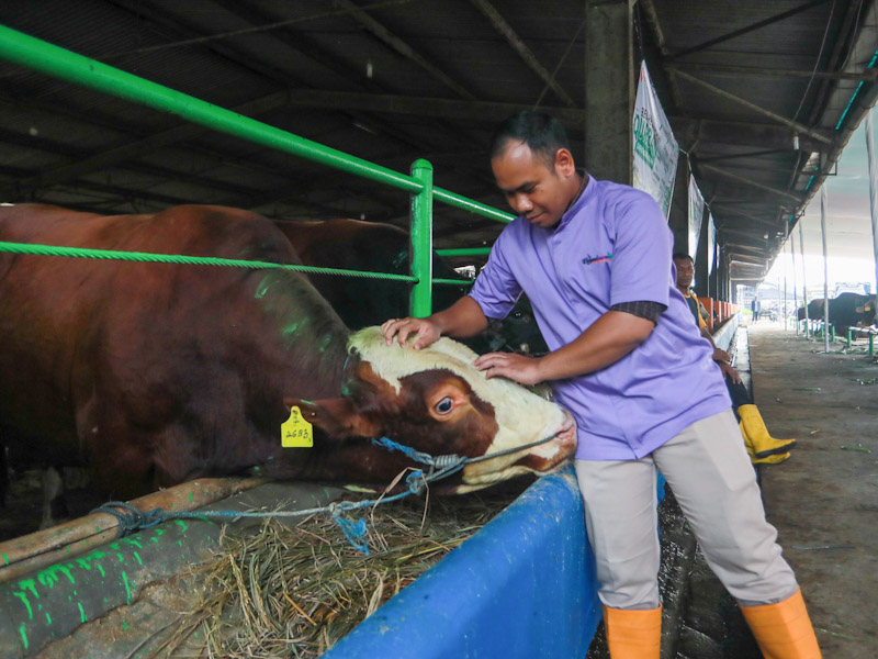 Ilustrasi Hewan Kurban (SinPo.id/Beritajakarta)