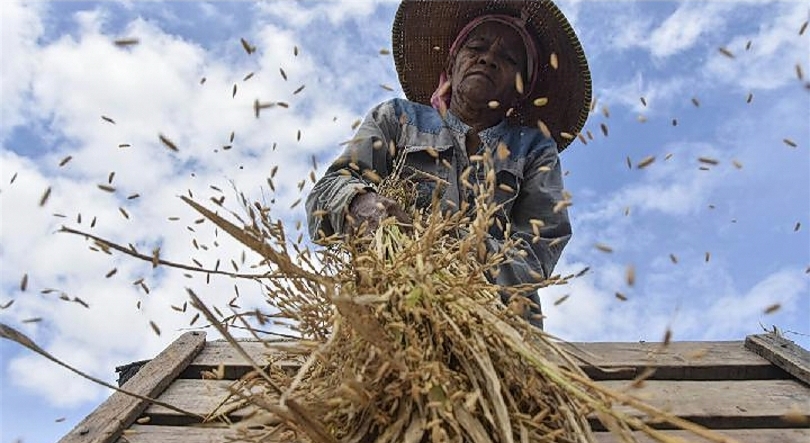 Ilustrasi petani sedang panen. (SinPo.id/Antara)
