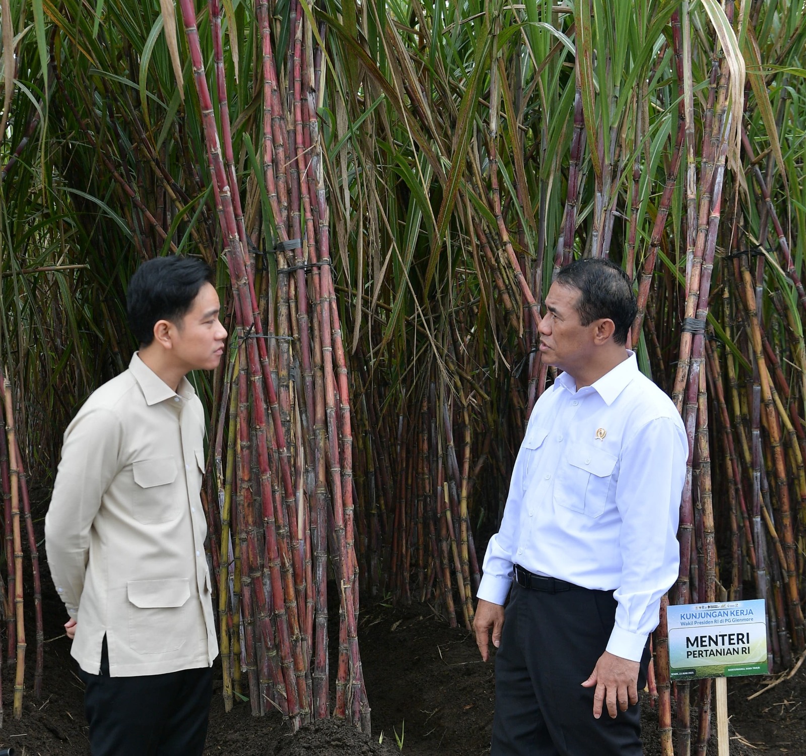 Wapres Gibran hadiri panen raya tebu di Banyuwangi (SinPo.id/ Setwapres)