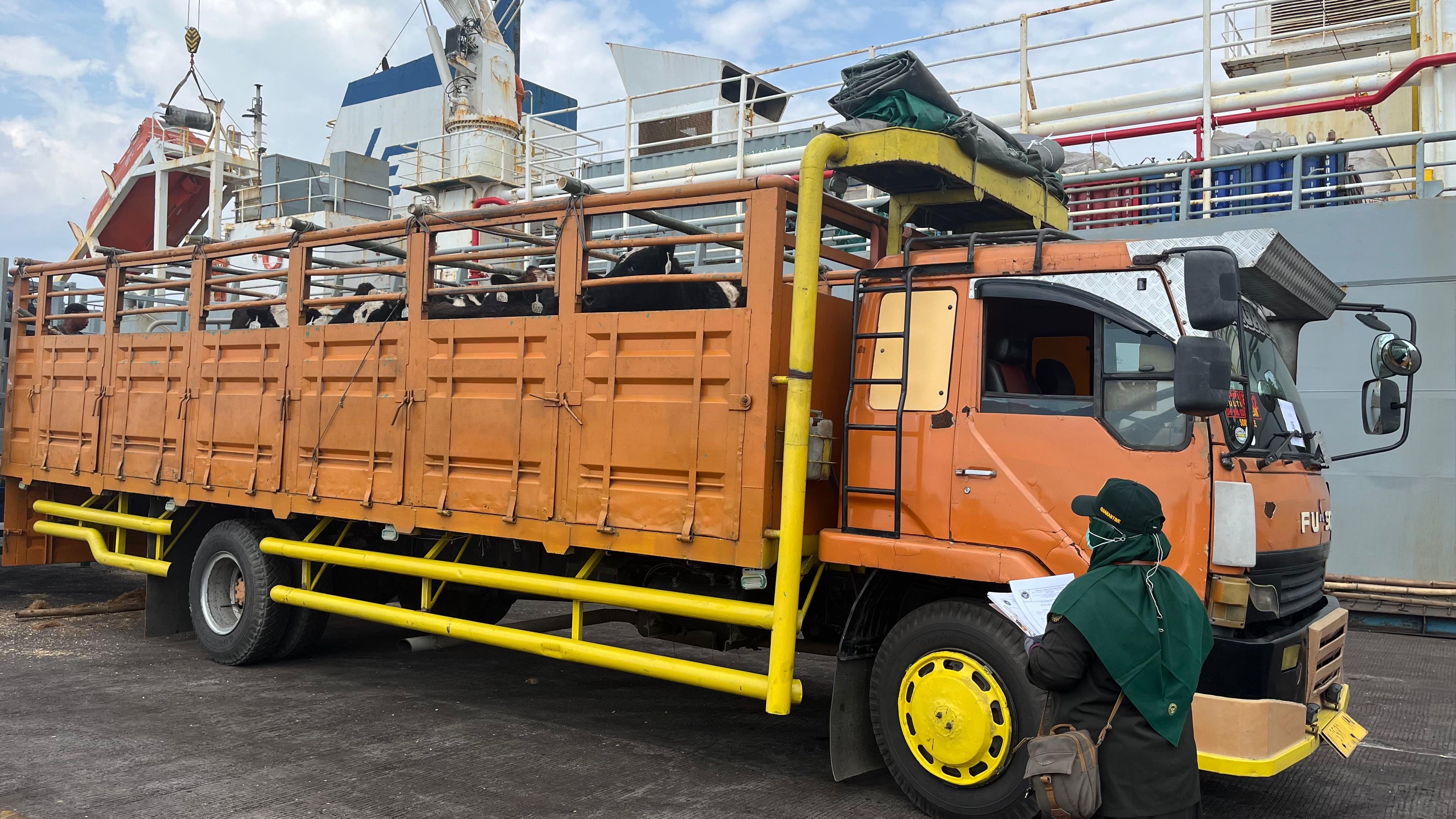 Ilustrasi kedatangan sapi impor dari Australia. (SinPo.id/dok. Kementan)