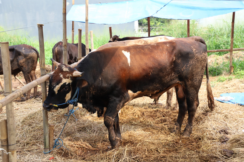 Ilustrasi hewan kurban Iduladha. (SinPo.id/Ashar)