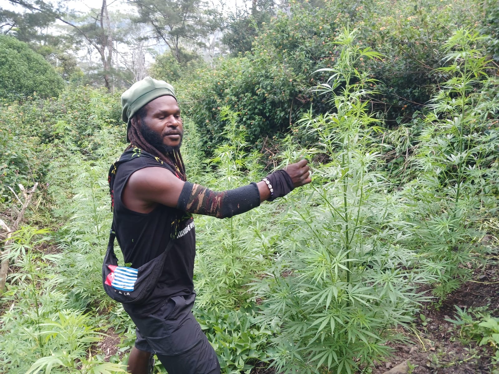 Egianus Kogoya pemimpin KKB wilayah Nduga berada di Kebun Ganja (SinPo.id/Dok.Polri)