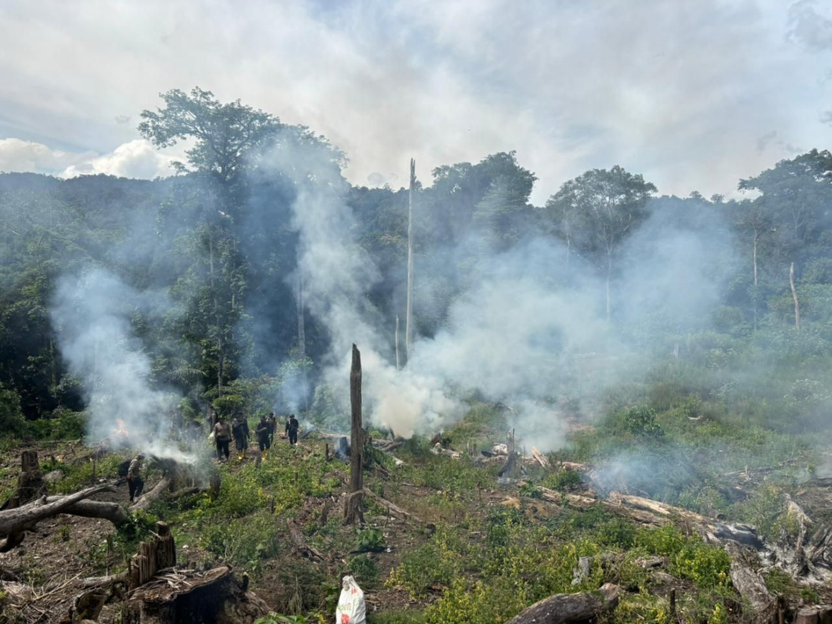 Ladang ganja seluas 25 hektar di Aceh dimusnahkan (SinPo.id/Dok.Polri)