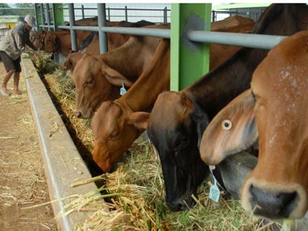 Ilustrasi Hewan Kurban (SinPo.id/DPRD DKI Jakarta)