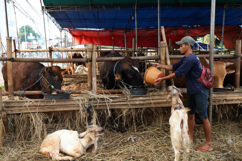 Pedagang hewan kurban mengalami kenaikan 10 persen penjualan hewan kurban dari tahun lalu lebih ramai tahun ini (Ashar/SinPo.id)