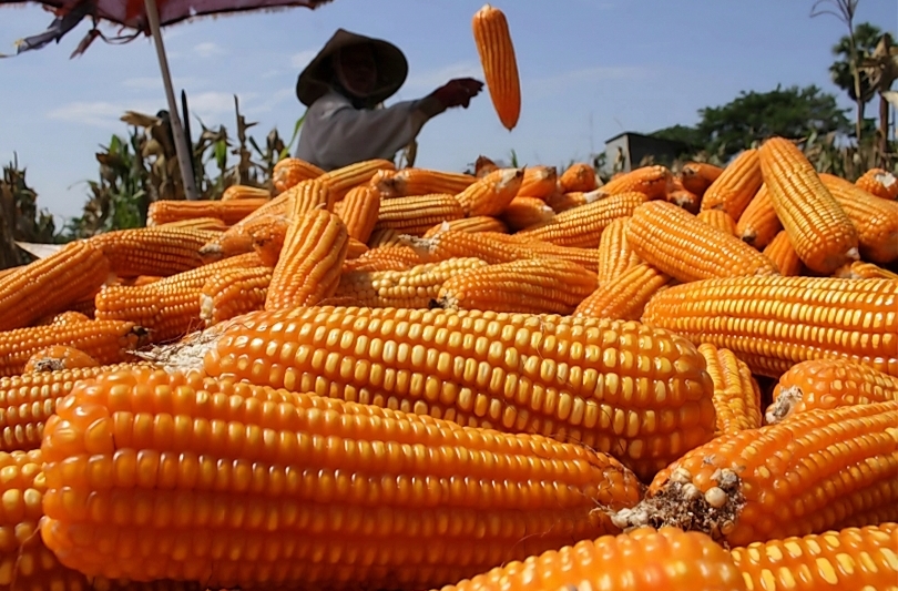 Ilustrasi petani panen jagung. (SinPo.id/dok. Bapanas)