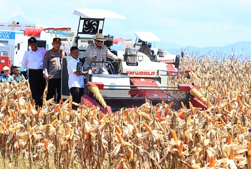Presiden Prabowo Subianto sedang panen Jagung. (SinPo.id/dok. Polri)