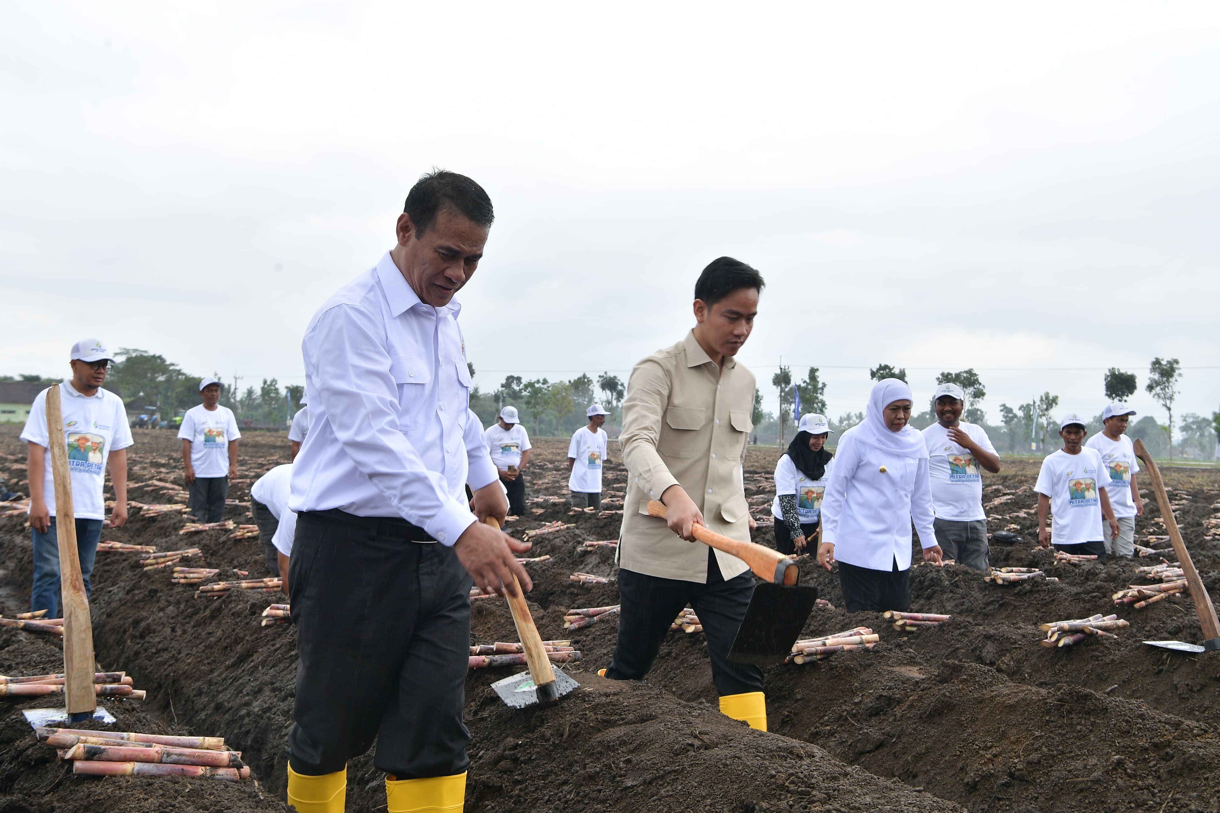 Wapres Gibran menanam tebu di Banyuwangi (SinPo.id/ Setwapres)