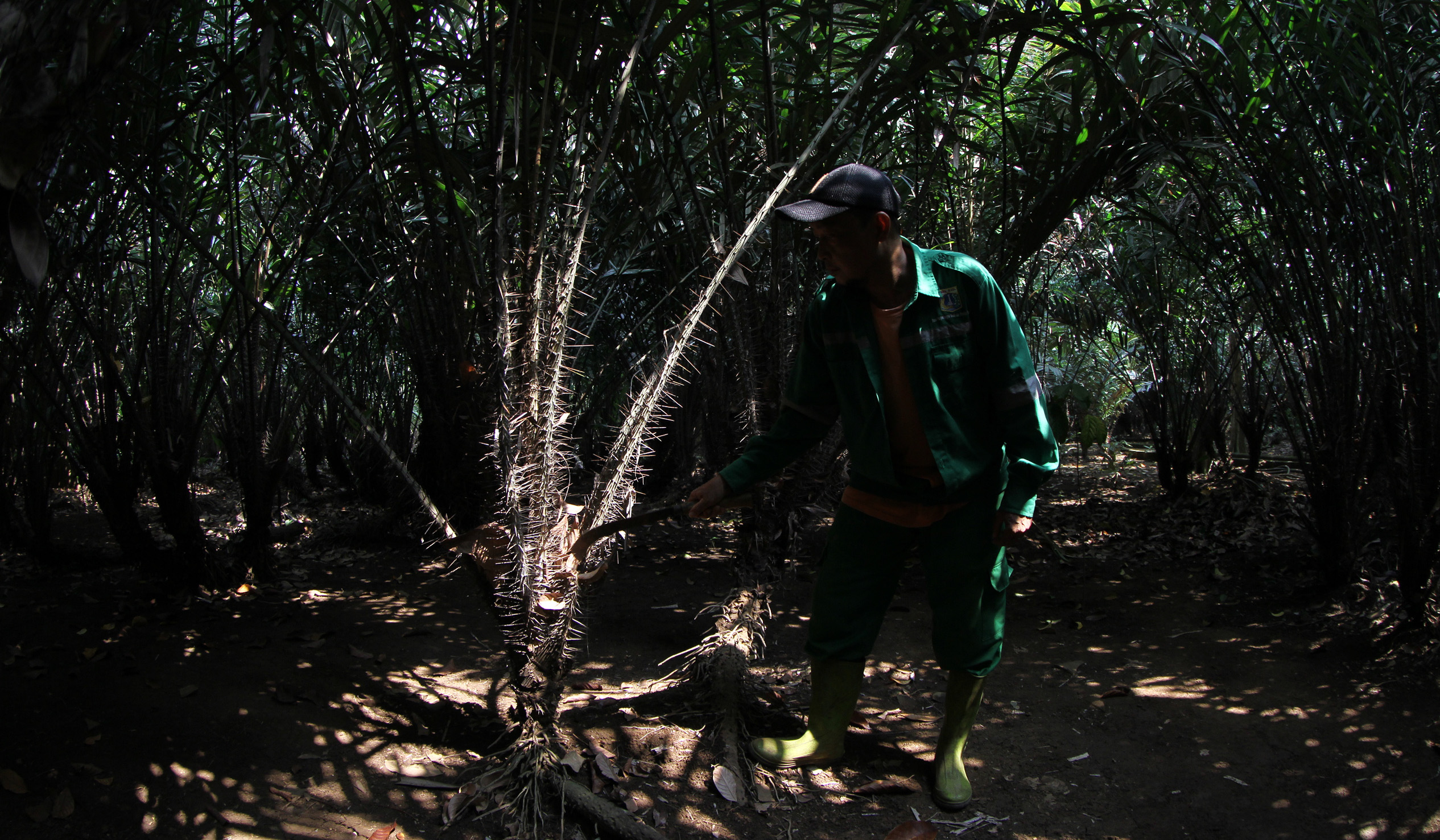 Pekerja melakukan perawatan pohon salak Condet. (Agus Priatna/SinPo.id)