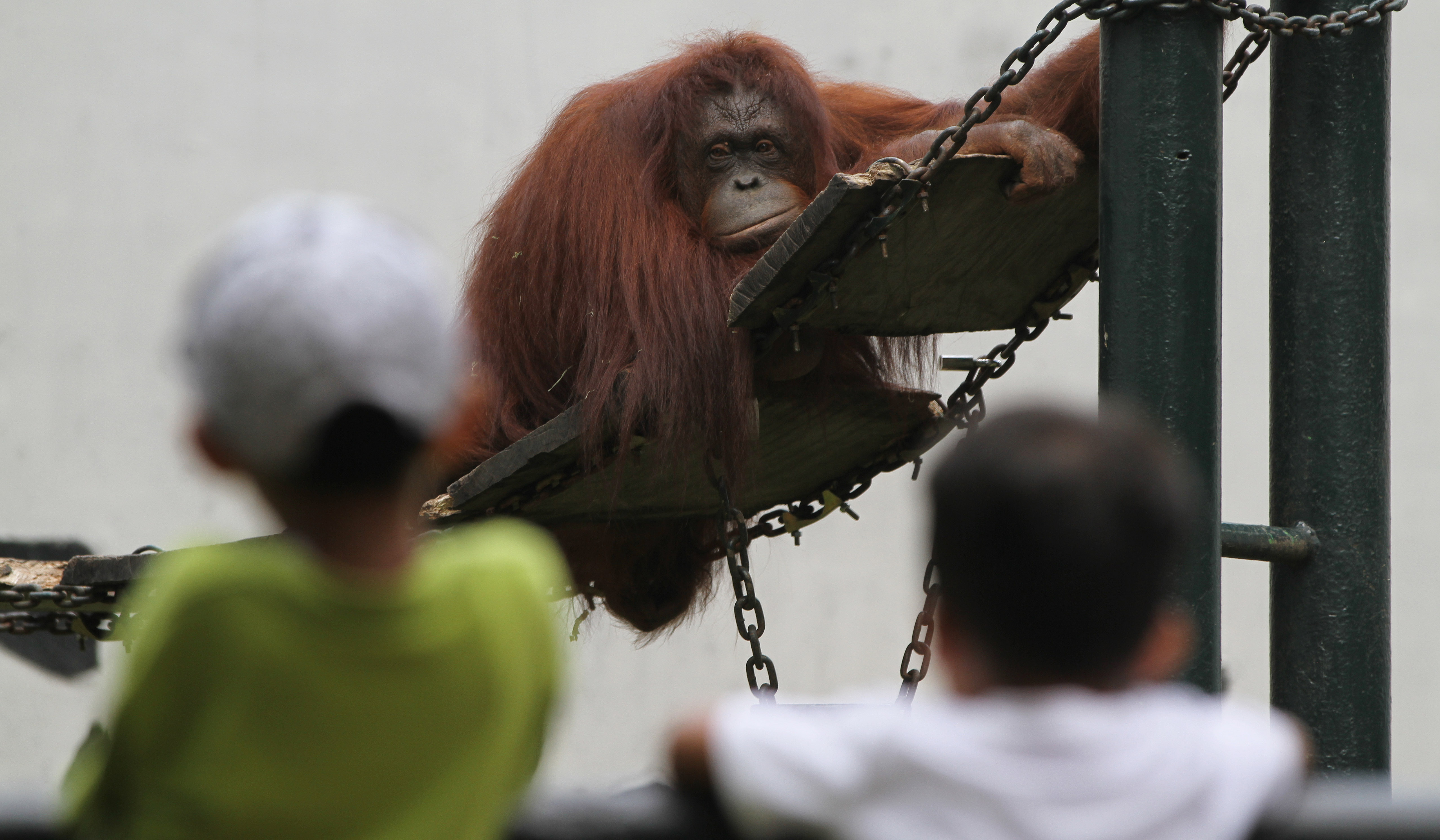 Pengunjung Taman Margasatwa Ragunan. (Agus Priatna/SinPo.id)