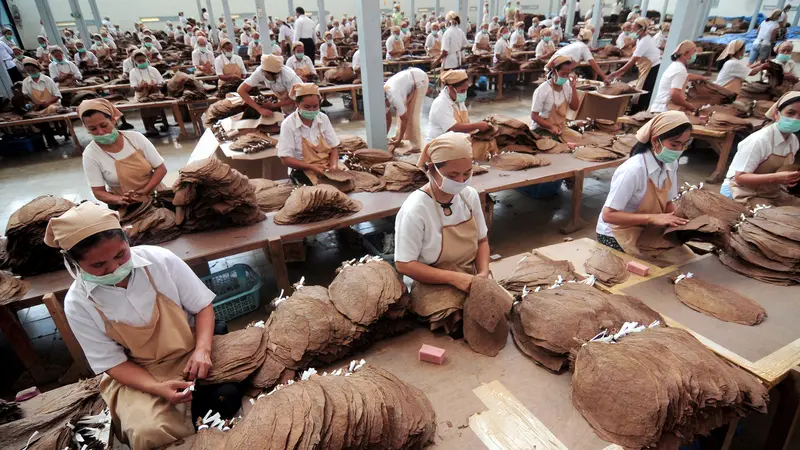 Ratusan buruh Indonesia bekerja di pabrik tembakau di pabrik rokok di Jember
