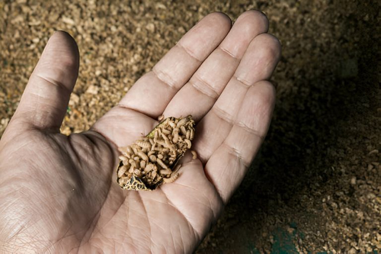 Ilustrasi maggot (SinPo.id/ Dok. Wastec)