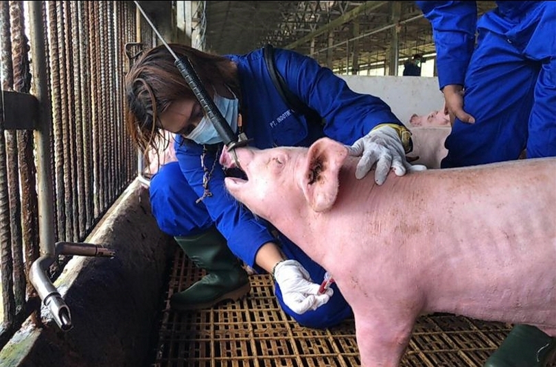 Ilustrasi Kementan melakukan desinfeksi ternak babi. (SinPo.id/dok. PKH)