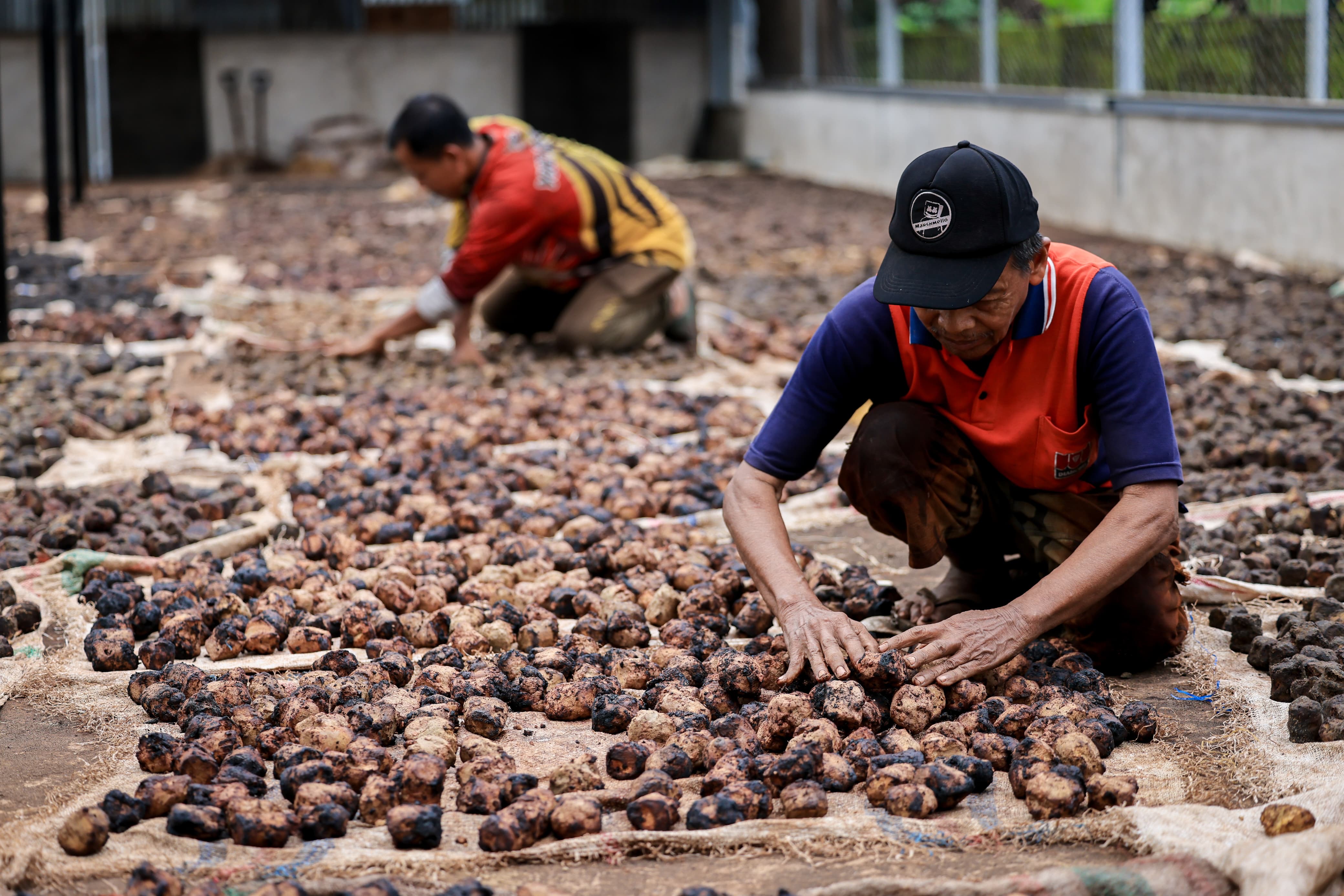 Ilustrasi petani komoditas gambir sedang menjemur hasil olahannya. (SinPo.id/dok. KemenUMKM)