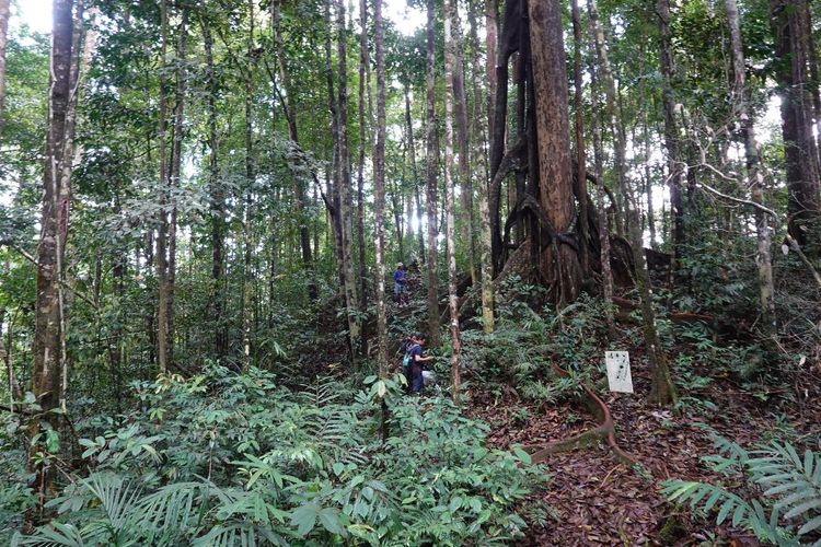 Ilustrasi hutan (SinPo.id/Kemhut)