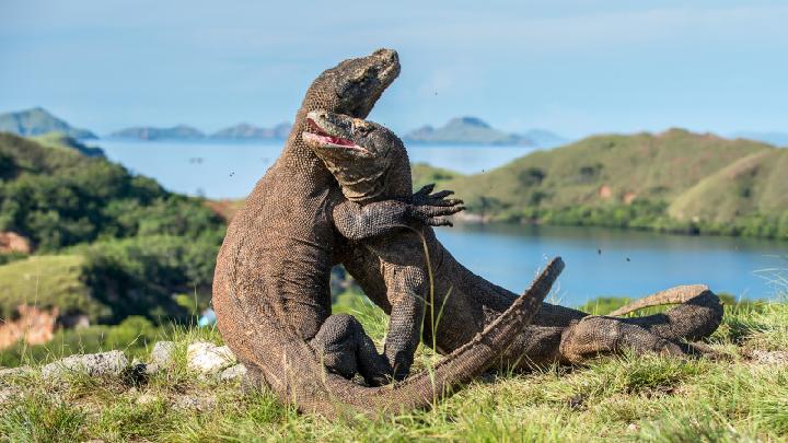 Satwa Komodo di Taman Nasional Komodo. (SinPo.id/Shutterstcok)