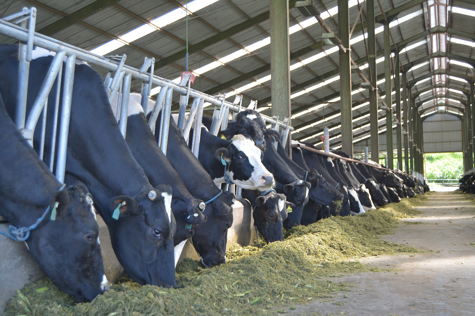 Ilustrasi peternakan sapi (SinPo.id/ Dok. Kementan)