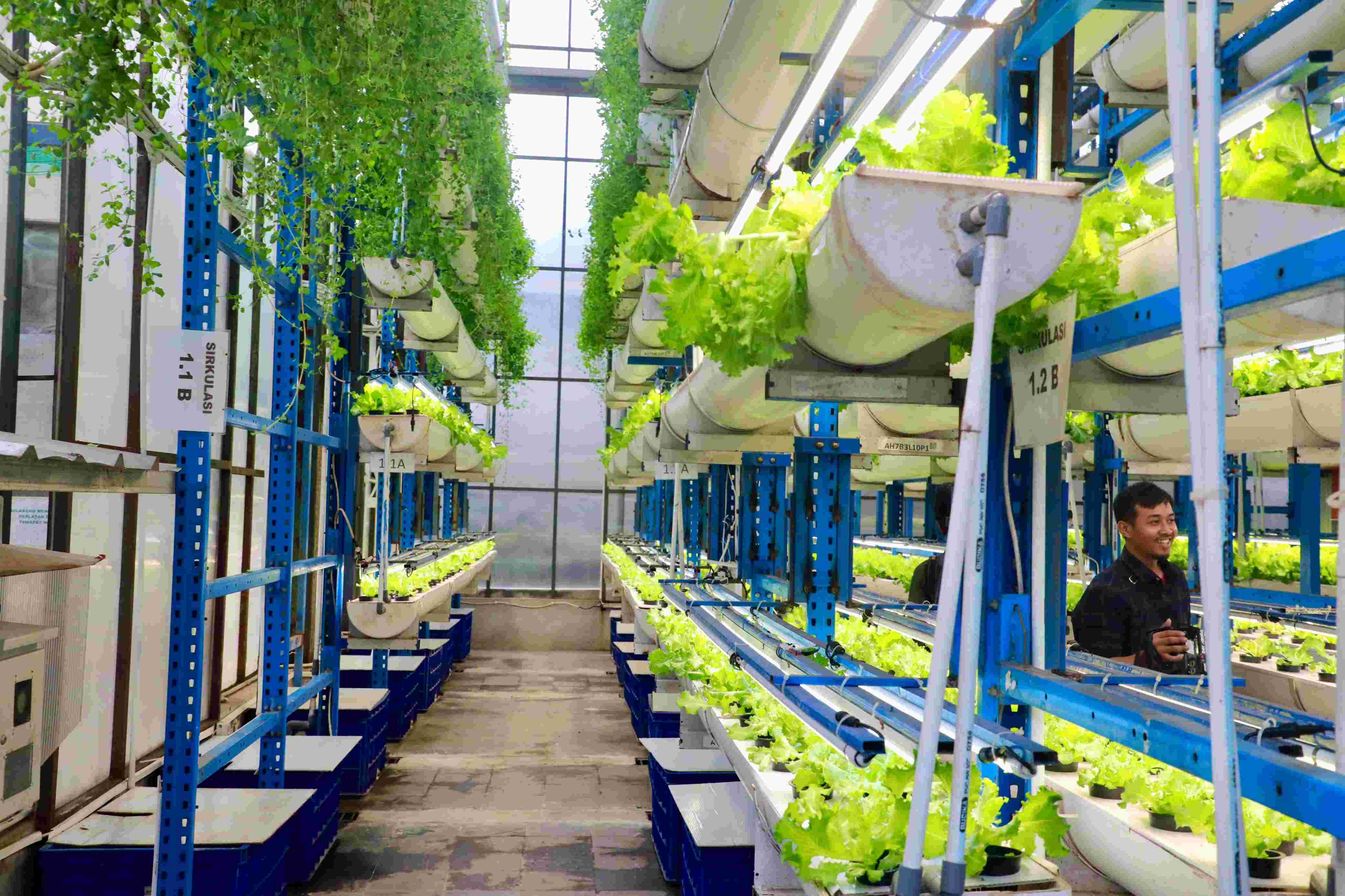 Ilustrasi ladang farm (SinPo.id/ Dok. Pemprov DKI)