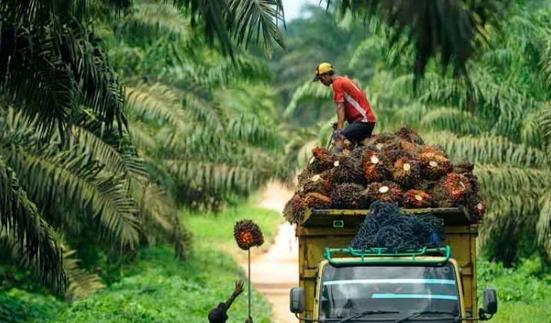 Ilustrasi pekerja kebun sedang melansir buah sawit ke mobil (SinPo.id/ Shutterstock)