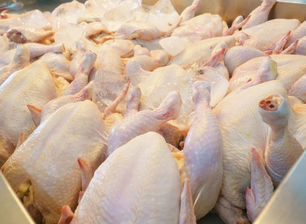 Ilustrasi daging ayam (SinPo.id/Star farm)