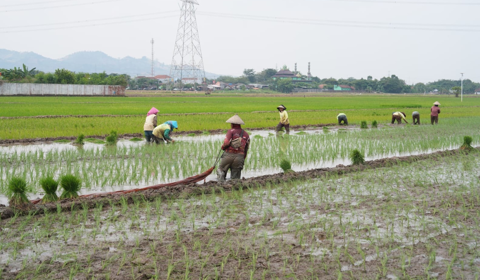 Ilustrasi petani sedang menanam padi di sawah irigasi (SinPo.id/ Dok. KemenPU)