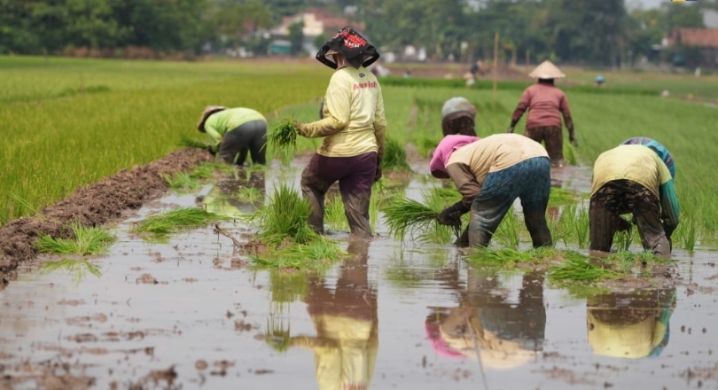 Ilustrasi petani sedang nandur di sawah. (SinPo.id/dok. KemenPU)