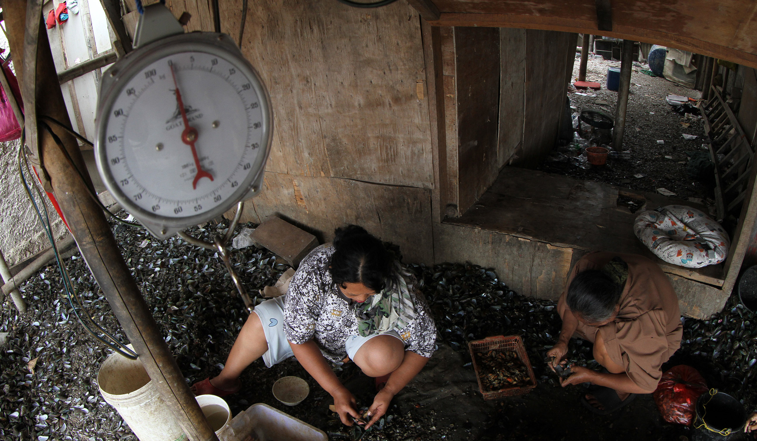 Produksi kerang hijau di kawasan Cilincing, Jakarta. (Agus Priatna/SinPo.id)