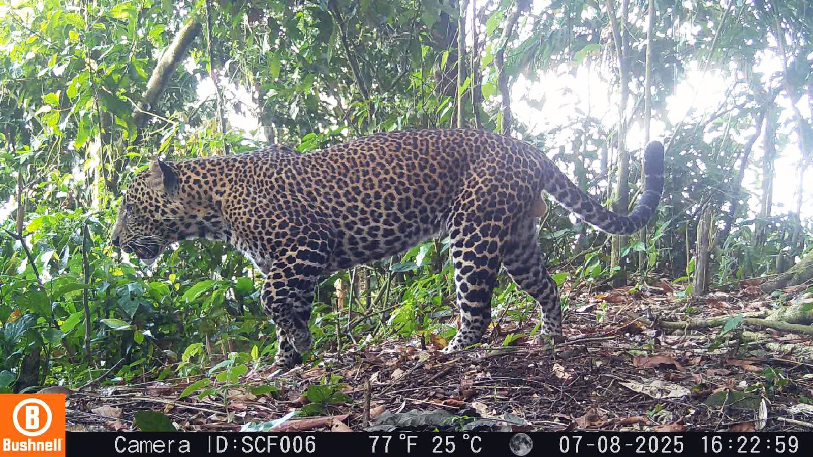 Macan tutul Jawa yang terekam kamera di Pegunungan Sanggabuana (SinPo.id/ Puspen TNI)
