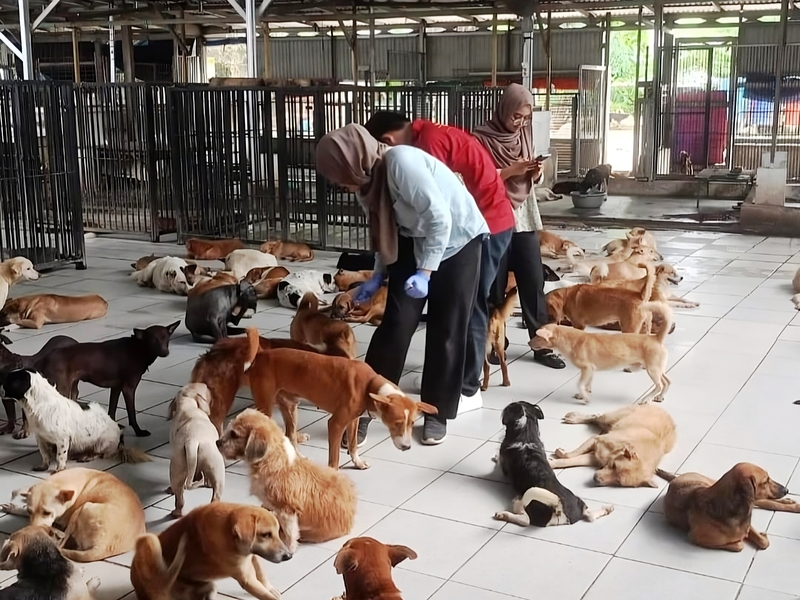 Ilustrasi Animal Shelter (SinPo.id/Beritajakarta)
