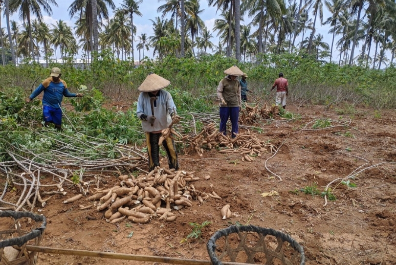 Ilustrasi petani sedang panen singkong. (SinPo.id/dok. Pemkab Jepara)