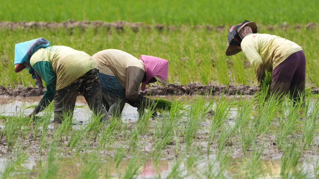 Ilustrasi para petani sedang menanam padi (SinPo.id/ Dok. KemenPU)