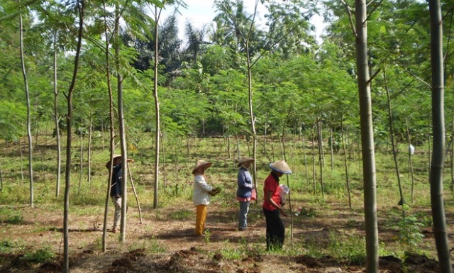 Ilustrasi Hutan Rakyat (dok. kmmh.fkt.ugm.ac.id)