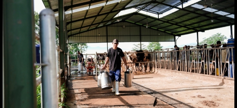 Ilustrasi peternakan sapi. (SinPo.id/dok. BGN)