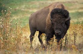 Bison (wikipedia)