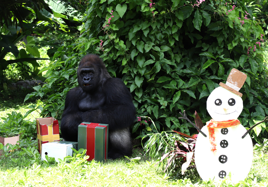 Pengunjung antusias menyaksikan antraksi Feeding Gorila atau memberikan makan untuk Gorila yang dihiasi ornamen Natal di Ragunan Zoo (Ashar/SinPo.id) (