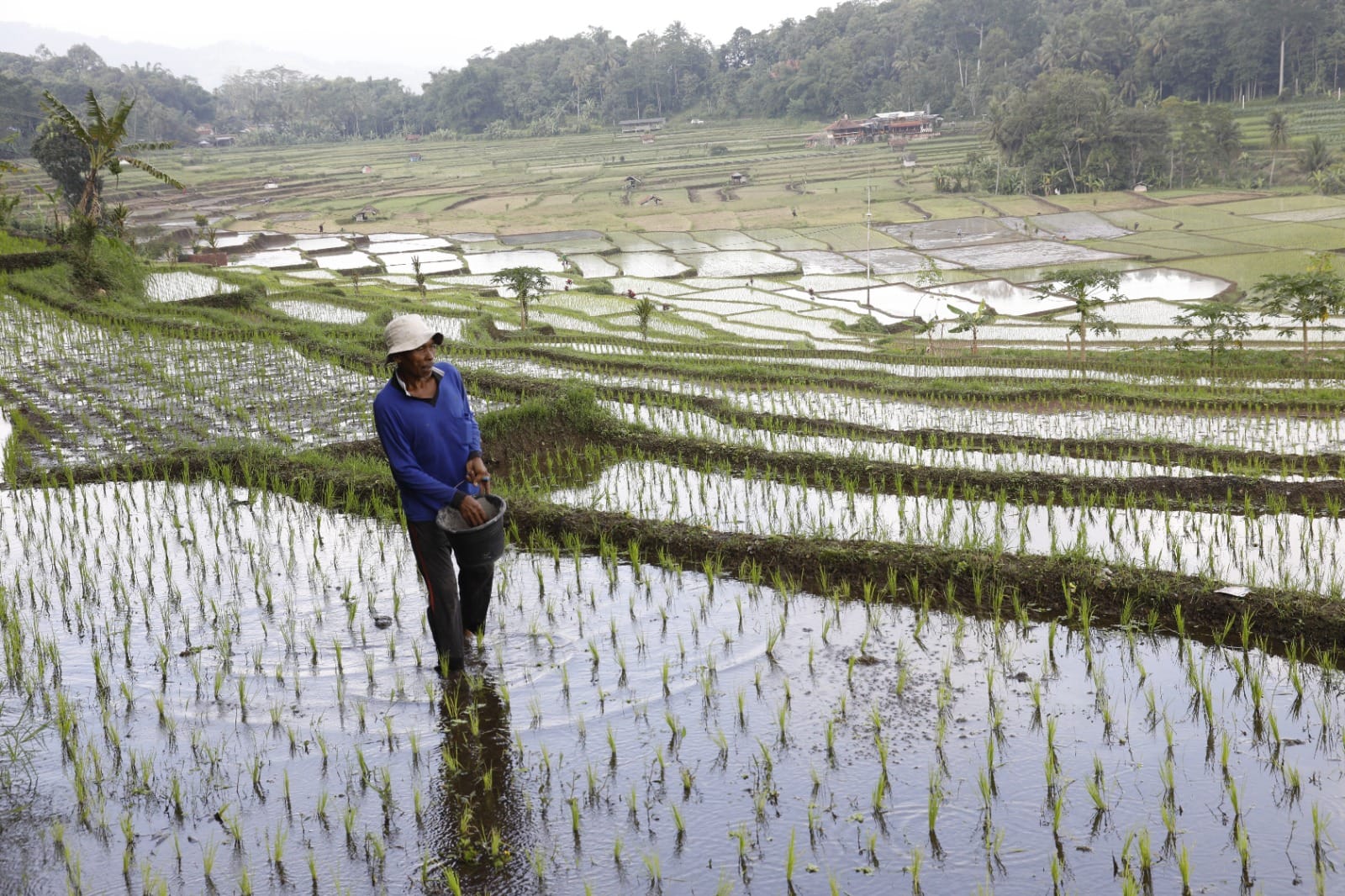 Ilustrasi petani sedang beraktivitas di sawah (SinPo.id/dok. PKH)