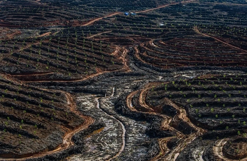 Ilustrasi sawit yang baru ditanam. (SinPo.id/dok. Greenpeace)