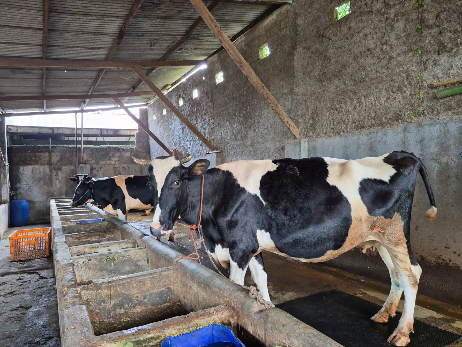 Ilustrasi ternak sapi. (SinPo.id/dok. Kementan)