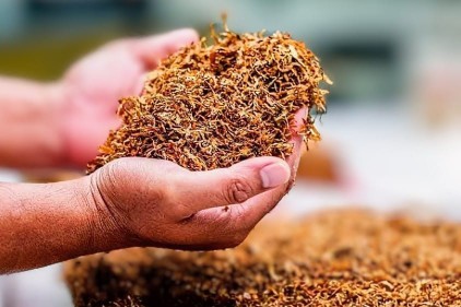 Ilustrasi. Tembakau. (SinPo.id/Istimewa)