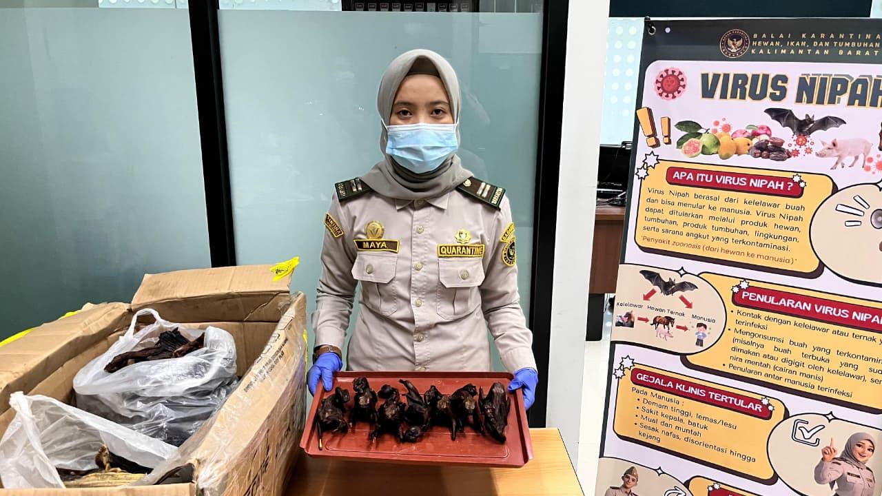 Daging kelelawar yang hendak diselundupkan (SinPo.id/ Dok. PLBN)