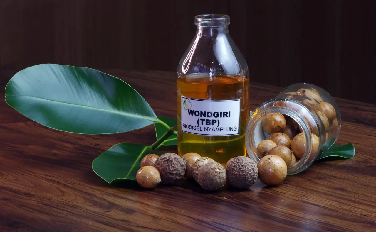 Biodisel dari tanaman Nyamplung (SinPo.id/BRIN)