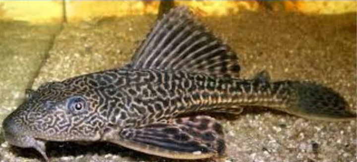 Ikan sapu-sapu (SinPo.id/ Tangkapan layar)