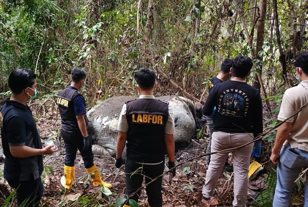 Tim BBKSDA Riau menemukan gajah mati (SinPo.id/ Dok. Kemenhut)
