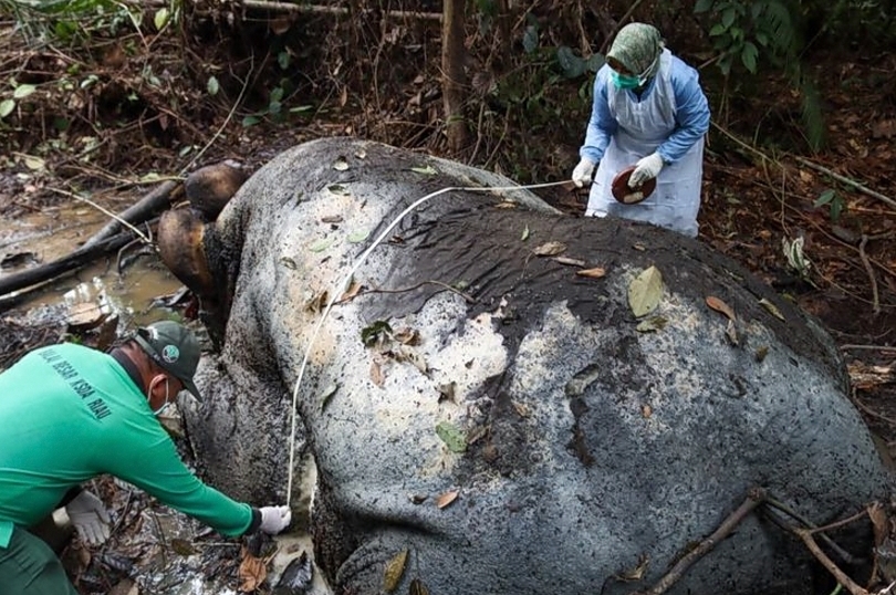 Bangkai gajah yang ditemukan tanpa kepala. (SinPo.id/dok. Kemenhut)