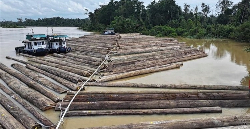 Ilustrasi gelondongan kayu di Sungai Kapuas. (SinPo.id/dok. Kemhut)