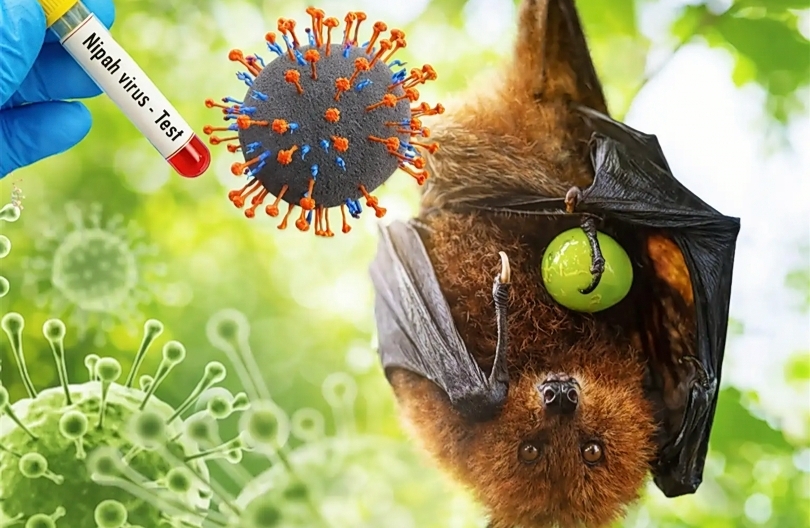Ilustrasi kelelawar buah sebagai sumber sumber virus Nipah (SinPo.id/ Dok. vietnam.vn)