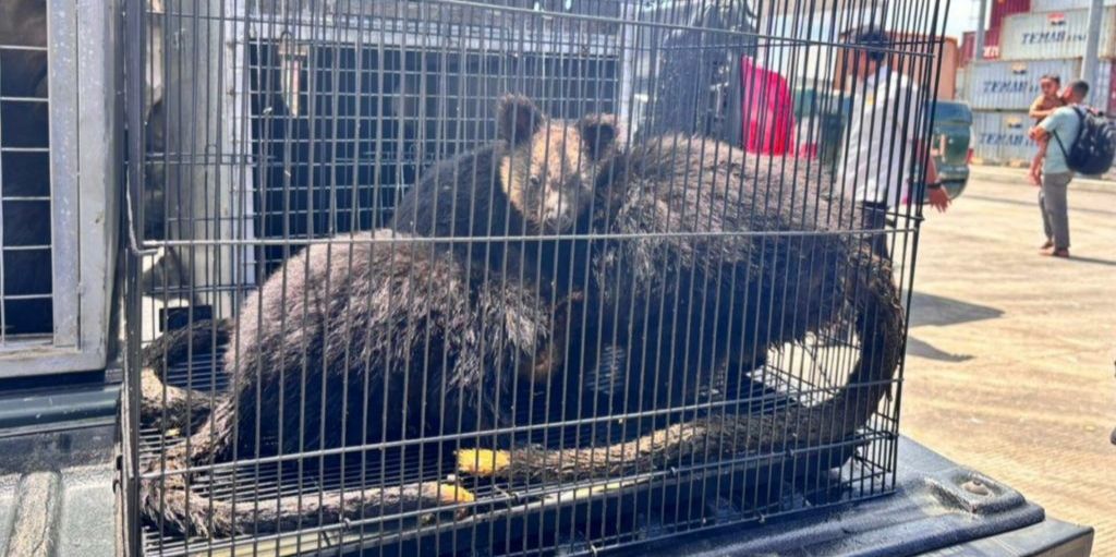 Satwa endemik Papua yang diselundupkan di kapal PELNI (SinPo.id/PELNI)