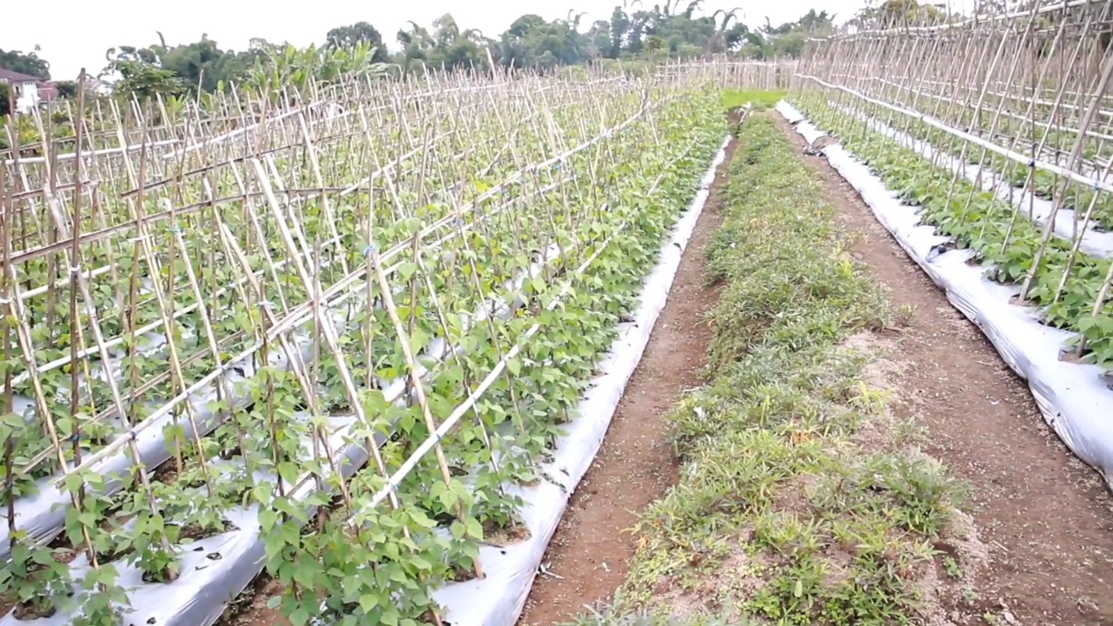 Perkebunan di NTT (SinPo.id/Tim Media)