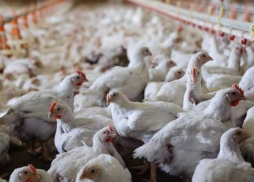 Ilustrasi ternak unggas. (SinPo.id/dok. PKH)
